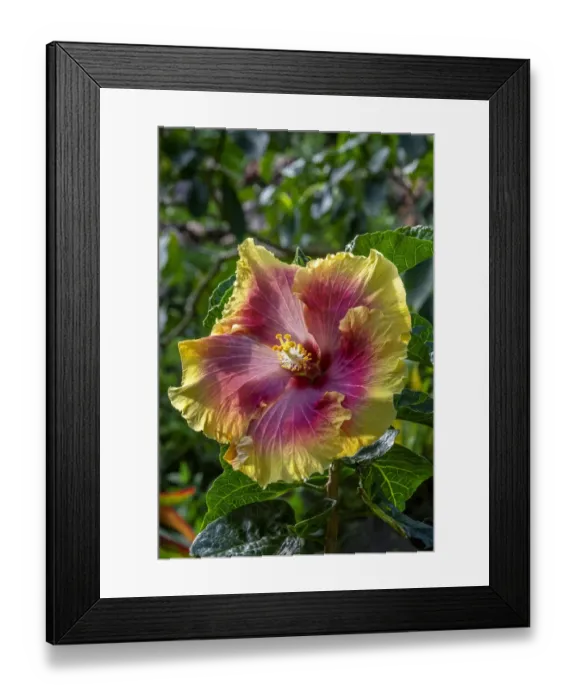 Framed Print : Hibiscus flower Framed Print : Hibiscus flower