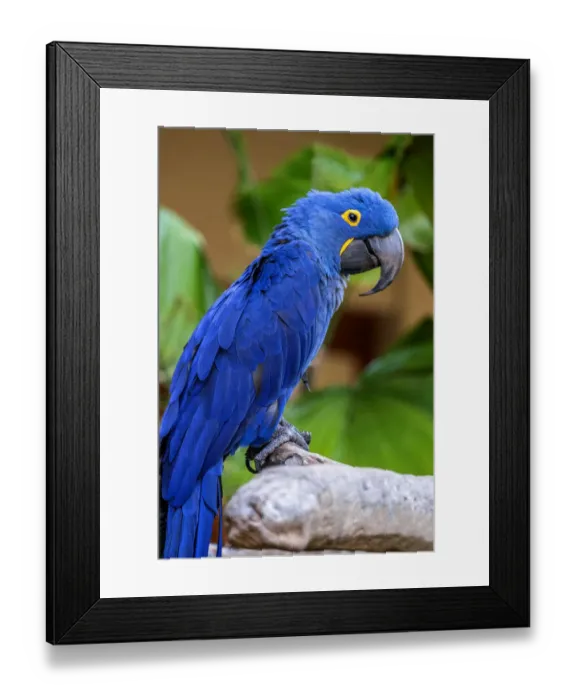 Framed Print : Hyacinth Macaw Framed Print : Hyacinth Macaw