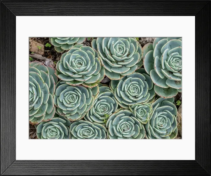 Framed Print : Stonecrop plant, Echeveria Framed Print : Stonecrop plant, Echeveria
