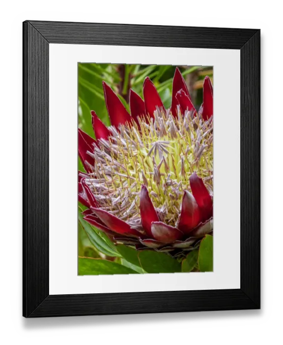 Framed Print : King Protea flower
