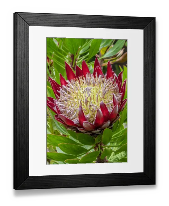 Framed Print : King Protea flower Framed Print : King Protea flower