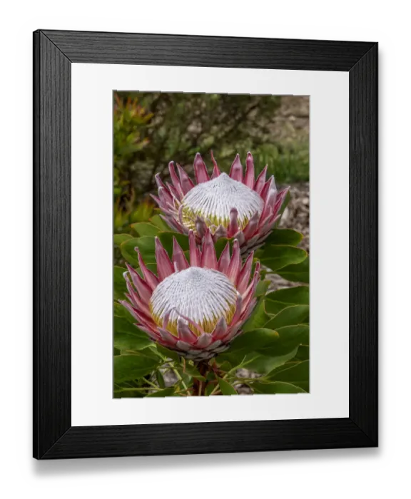 Framed Print : King Protea flower Framed Print : King Protea flower