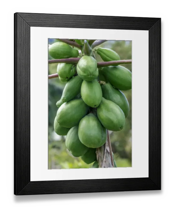 Framed Print : Papaya tree Framed Print : Papaya tree