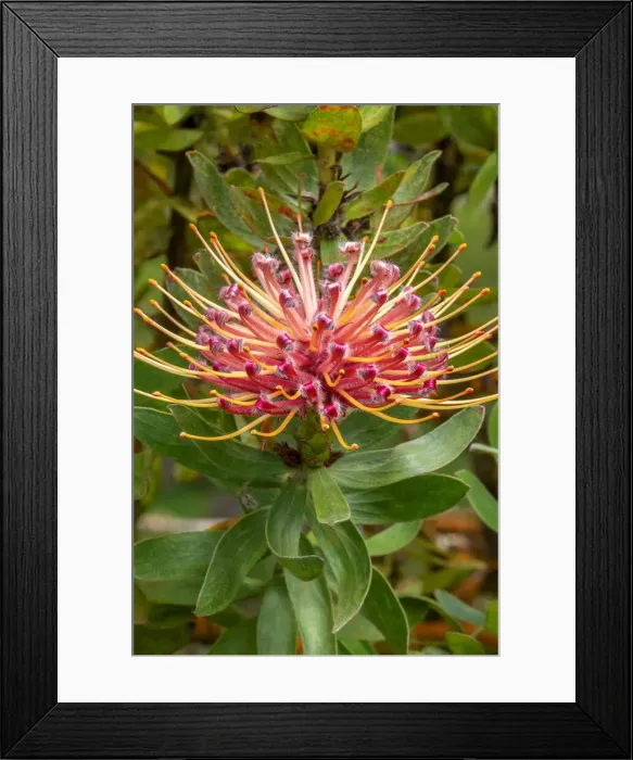 Framed Print : Pincushion flower Framed Print : Pincushion flower