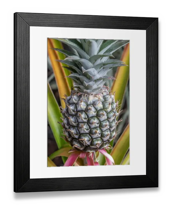 Framed Print : Pineapple plant Framed Print : Pineapple plant