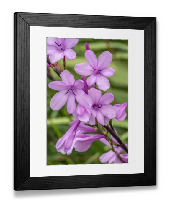 Framed Print : Pink Gladiolus Framed Print : Pink Gladiolus