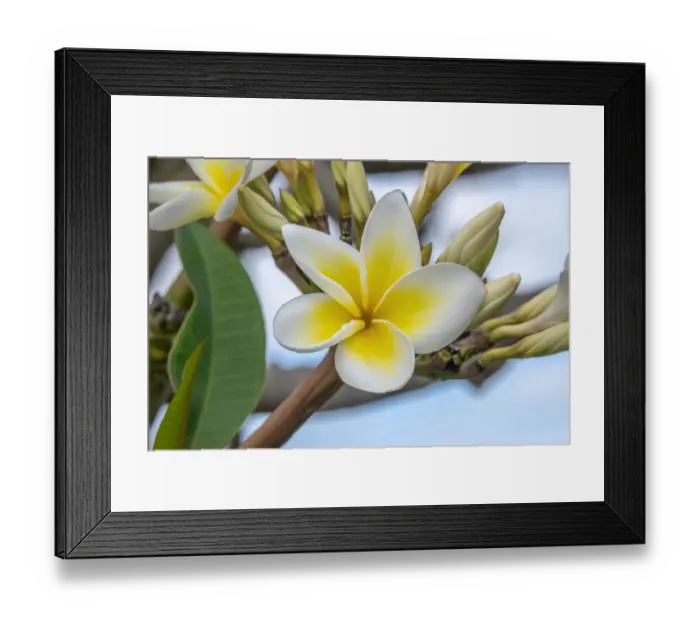 Framed Print : Plumeria