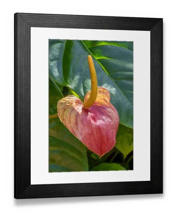 Framed Print : Anthurium Framed Print : Anthurium