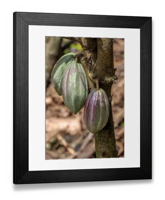 Framed Print : Cacao fruit