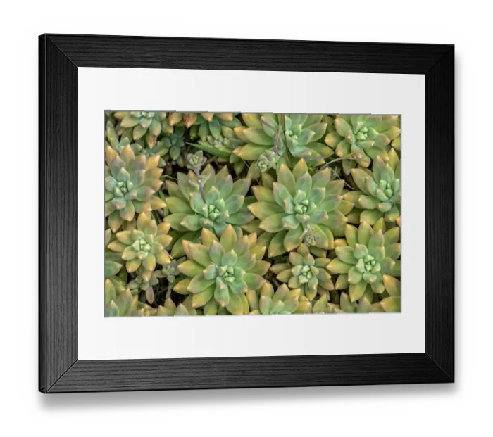 Framed Print : Powdery liveforever, succulent Framed Print : Powdery liveforever, succulent