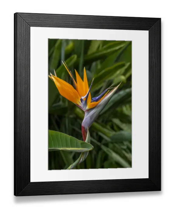 Framed Print : Bird of Paradise Framed Print : Bird of Paradise
