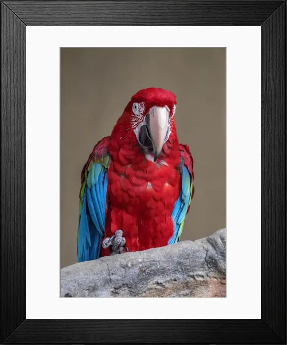 Framed Print : Scarlet Macaw