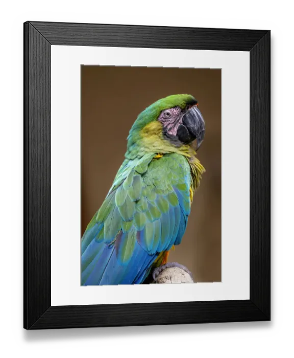 Framed Print : The Dominican green-and-yellow macaw Framed Print : The Dominican green-and-yellow macaw