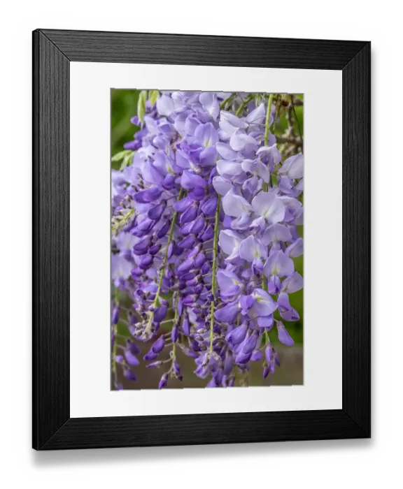 Framed Print : Wisteria