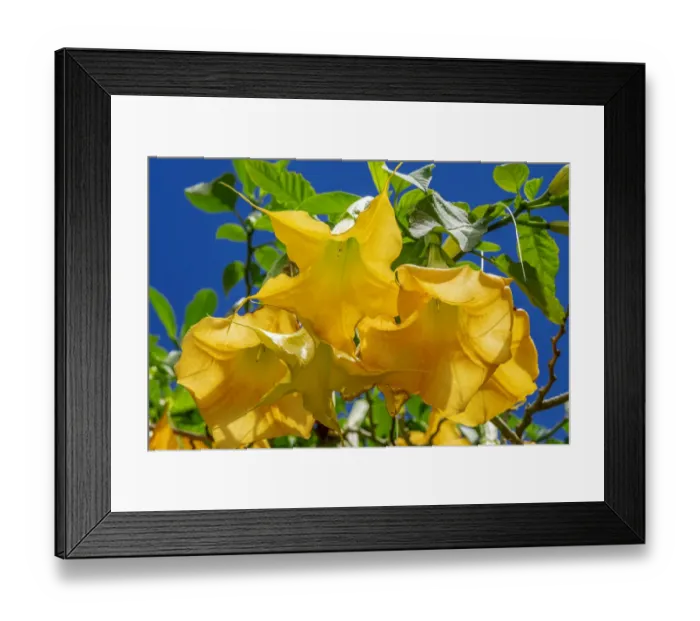 Framed Print : Yellow Angels Trumpet Framed Print : Yellow Angels Trumpet