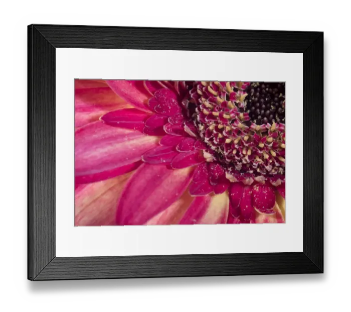 Framed Print : Close-up image of a red Gerber Daisy Framed Print : Close-up image of a red Gerber Daisy