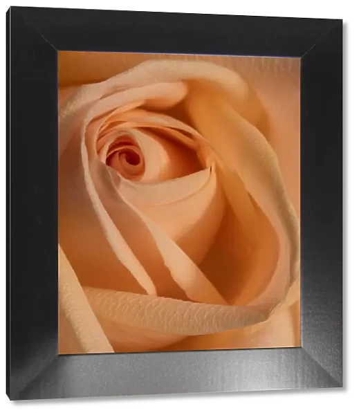 Close-up image of a rose