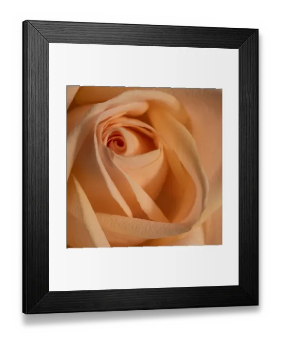 Framed Print : Close-up image of a rose