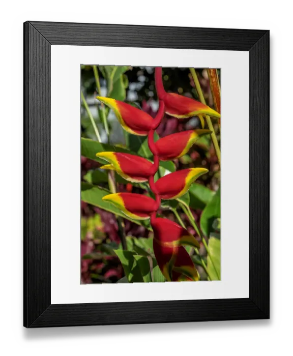 Framed Print : Heliconia