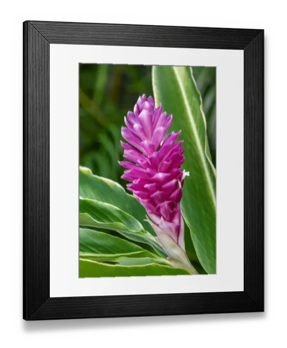 Framed Print : Pink Ginger plant Framed Print : Pink Ginger plant