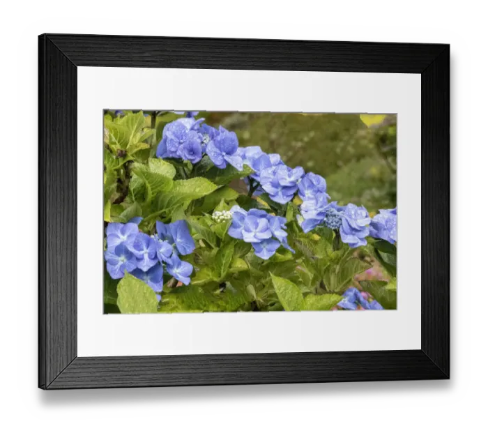 Framed Print : Hydrangea growing in the gardens of Dunvegan Castle in northern Isle of Skye Framed Print : Hydrangea growing in the gardens of Dunvegan Castle in northern Isle of Skye