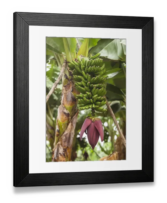 Framed Print : Spain, Canary Islands, La Palma Island, San Andres, banana flower Framed Print : Spain, Canary Islands, La Palma Island, San Andres, banana flower