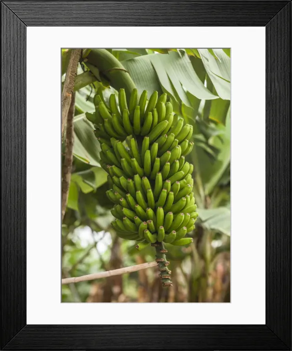 Framed Print : Spain, Canary Islands, La Palma Island, San Andres, bananas Framed Print : Spain, Canary Islands, La Palma Island, San Andres, bananas