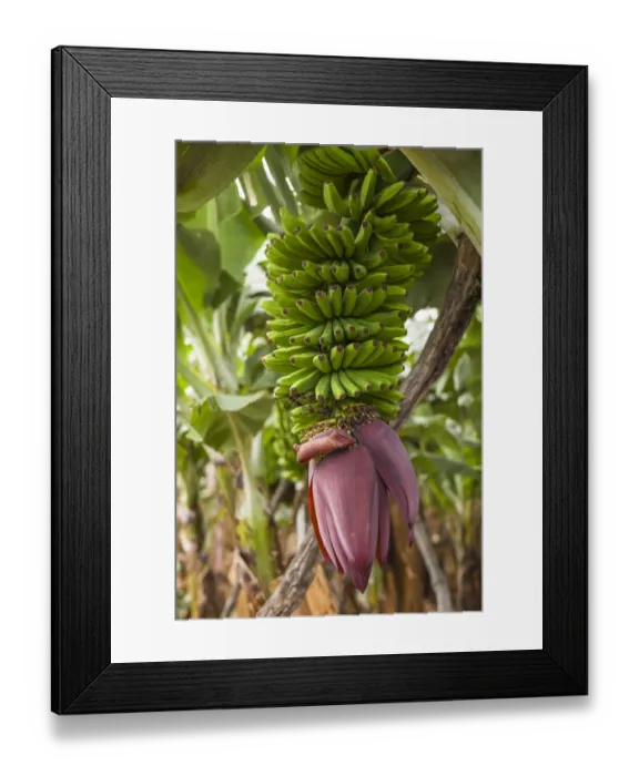 Framed Print : Spain, Canary Islands, La Palma Island, San Andres, banana flower Framed Print : Spain, Canary Islands, La Palma Island, San Andres, banana flower