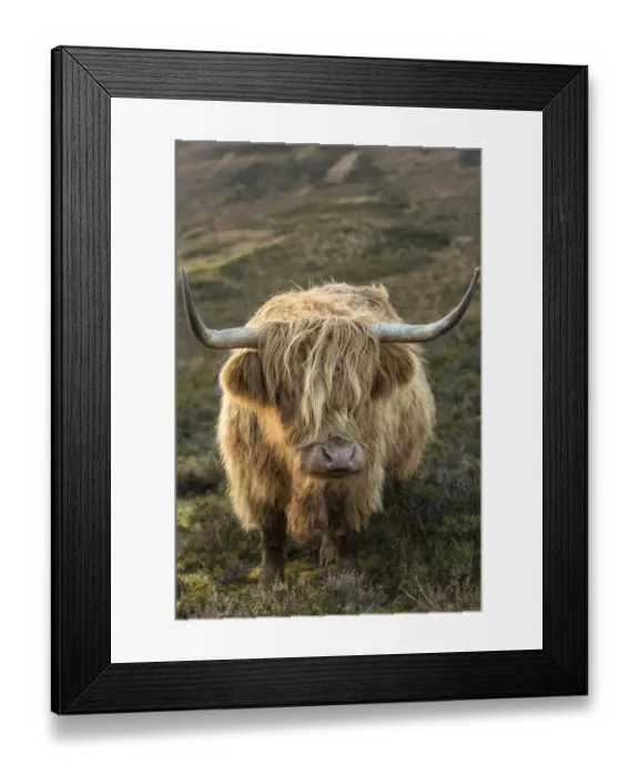 Framed Print : Scotland, The Isle of Skye. Close-up of highland cow Framed Print : Scotland, The Isle of Skye. Close-up of highland cow