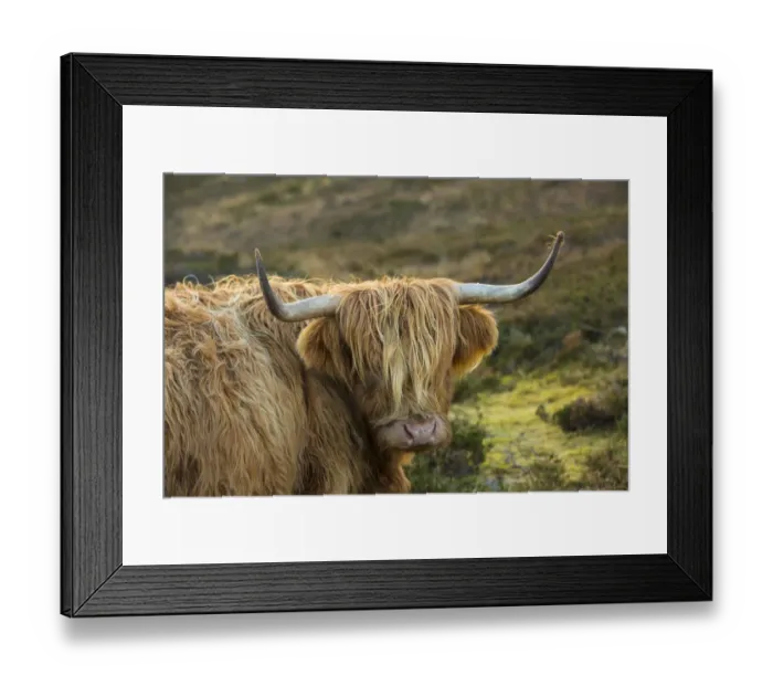 Framed Print : Scotland, The Isle of Skye. Close-up of highland cow
