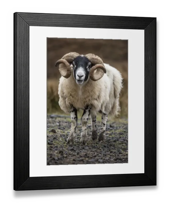 Framed Print : Scotland. Scottish black-faced sheep close-up Framed Print : Scotland. Scottish black-faced sheep close-up