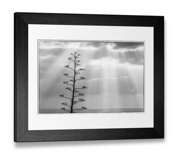 Framed Print : Spain, Canary Islands, La Palma Island, Santa Cruz de la Palma, dramatic sky and tree Framed Print : Spain, Canary Islands, La Palma Island, Santa Cruz de la Palma, dramatic sky and tree