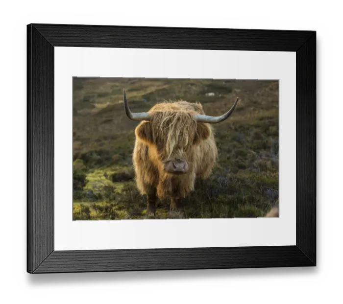 Framed Print : Scotland, The Isle of Skye. Close-up of highland cow Framed Print : Scotland, The Isle of Skye. Close-up of highland cow