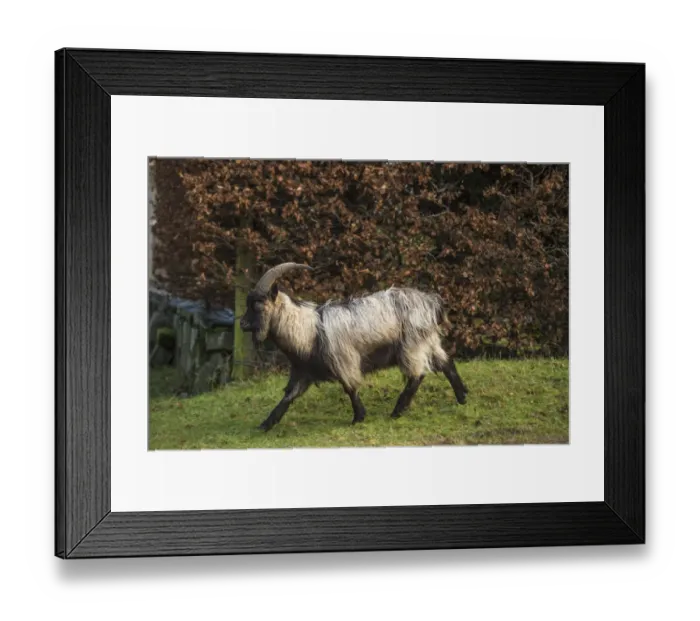 Framed Print : Scotland. Dutch landrace goat walking