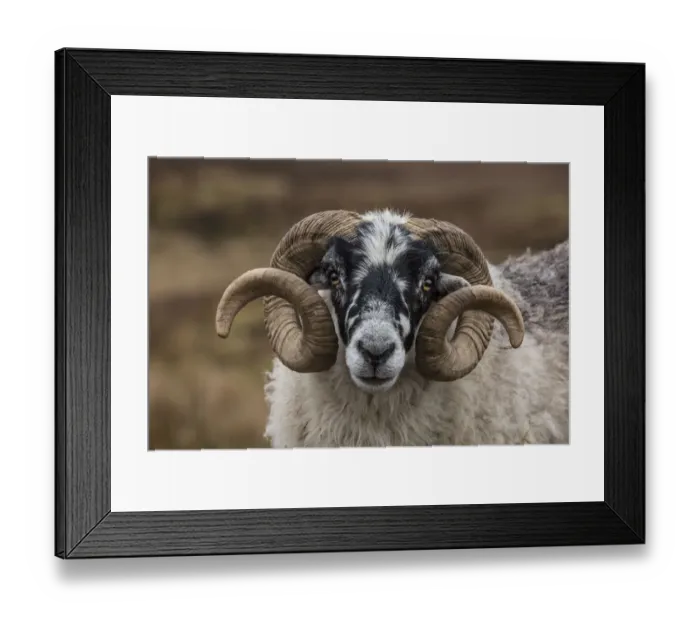 Framed Print : Scotland. Scottish black-faced sheep head close-up Framed Print : Scotland. Scottish black-faced sheep head close-up