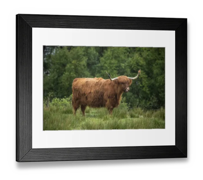 Framed Print : Scotland, The Isle of Skye. Close-up of highland cow