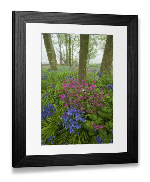 Framed Print : Scotland. Wildflower scenic Framed Print : Scotland. Wildflower scenic