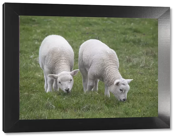 Great Britain, Shetland, Fair Isle. Shetland sheep, twin lambs