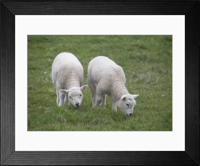 Framed Print : Great Britain, Shetland, Fair Isle. Shetland sheep, twin lambs Framed Print : Great Britain, Shetland, Fair Isle. Shetland sheep, twin lambs