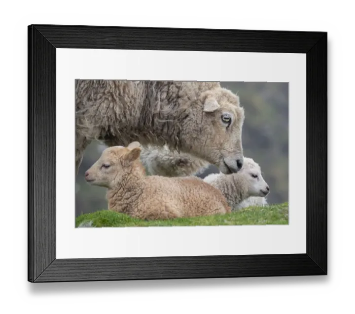 Framed Print : Great Britain, Shetland, Fair Isle. Shetland sheep, ewe with lamb Framed Print : Great Britain, Shetland, Fair Isle. Shetland sheep, ewe with lamb