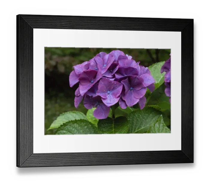 Framed Print : Big leaf hydrangea growing in the gardens of Dunvegan Castle in northern Isle of Skye