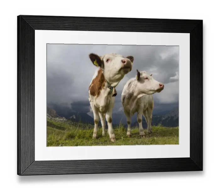 Framed Print : Cows on alpine pasture. Dolomites at Passo Giau. Italy