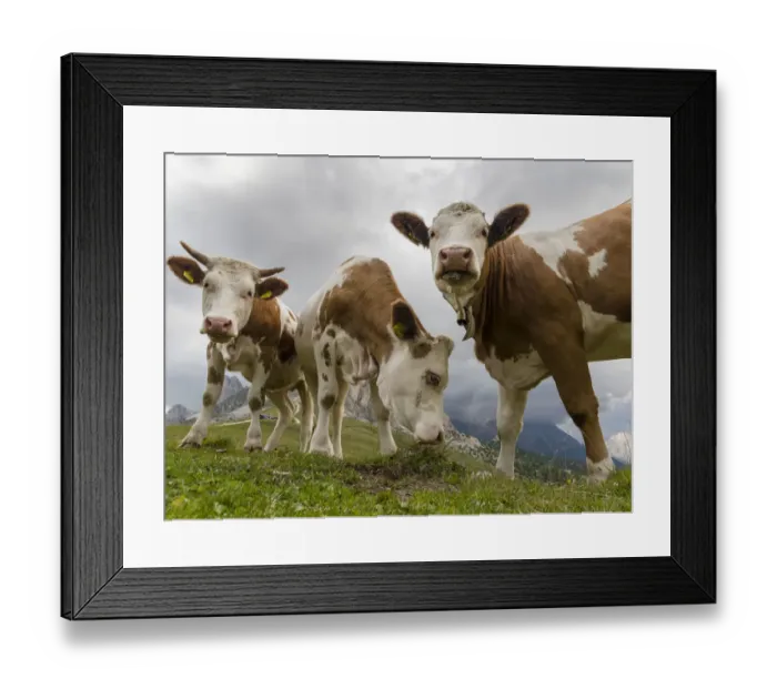 Framed Print : Cows on alpine pasture. Dolomites at Passo Giau. Italy Framed Print : Cows on alpine pasture. Dolomites at Passo Giau. Italy