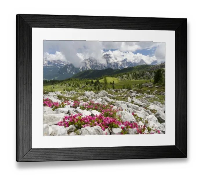 Framed Print : Croda da Lago in the Dolomites of the Veneto near Cortina d Ampezzo Framed Print : Croda da Lago in the Dolomites of the Veneto near Cortina d Ampezzo