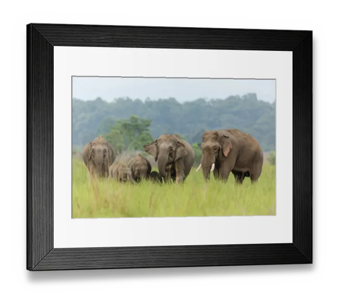 Framed Print : Asian Elephant family, Corbett National Park, India Framed Print : Asian Elephant family, Corbett National Park, India
