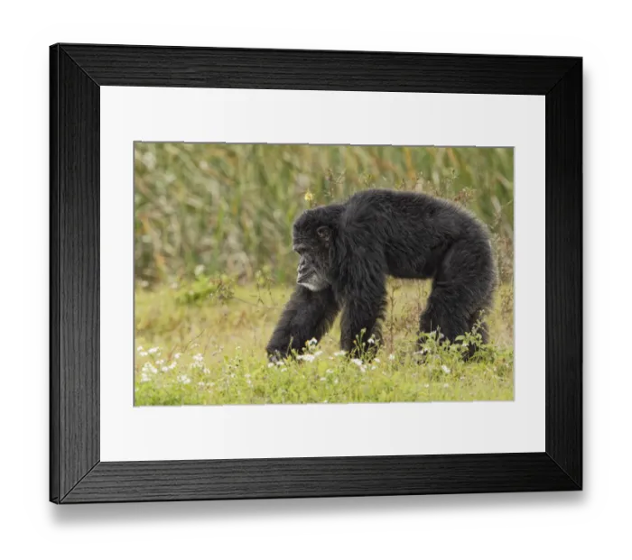 Framed Print : Adult male Chimpanzee, Pan troglodytes