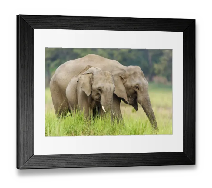 Framed Print : Asian Elephants, Corbett National Park, India Framed Print : Asian Elephants, Corbett National Park, India
