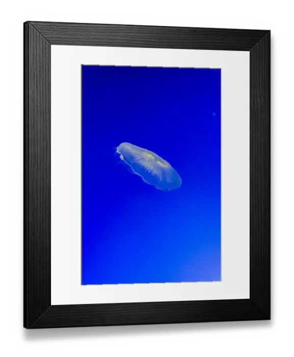 Framed Print : Graceful Jellyfish in Aquarium Framed Print : Graceful Jellyfish in Aquarium