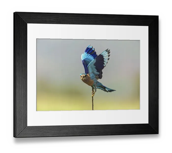 Framed Print : Indian Roller, Corbett National Park, India Framed Print : Indian Roller, Corbett National Park, India