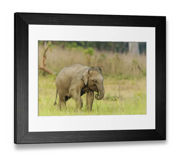 Framed Print : Asian Elephant calf. Corbett National Park, India Framed Print : Asian Elephant calf. Corbett National Park, India